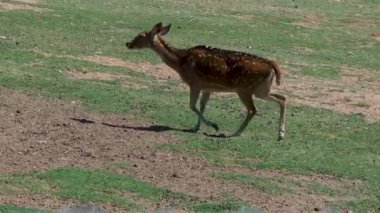 Samur antiloplar vahşi yaşam safari hayvanat bahçesi Arizona 'da 20 tur atıyor. Yüksek kalite 4k görüntü