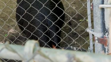 Çift sarkık Cassowary uçamayan kara kuş vahşi yaşam safarisi hayvanat bahçesi 16 numara. Yüksek kalite 4k görüntü