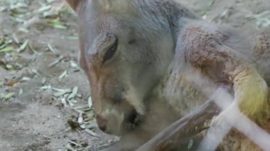Kanguru kollarını yalayarak vahşi yaşam safarisi yapıyor Arizona 'da 14 tane geziyor. Yüksek kalite 4k görüntü