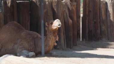 Deve vahşi yaşam safarisi, Arizona hayvanat bahçesi 36 numaralı seyahat yeri. Yüksek kalite 4k görüntü