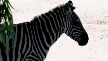 Zebralar vahşi yaşam safarisi. Arizona hayvanat bahçesi. Seyahat yerleri 32. Yüksek kalite 4k görüntü