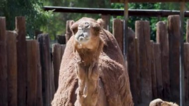 Deve vahşi yaşam safarisi, Arizona hayvanat bahçesi, 39 'a gidiyor. Yüksek kalite 4k görüntü