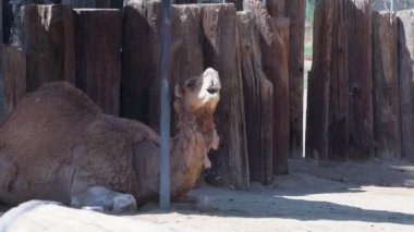 Deve vahşi yaşam safarisi hayvanat bahçesi Arizona 'nın gittiği 38. yer. Yüksek kalite 4k görüntü