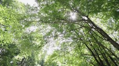 Tanbark Tepesi Tüneli ve Yolu, Kuzey Carolina, Dağ Manzarası, Manzaralı Mavi Tepe Yolu. Yüksek kalite 4k görüntü