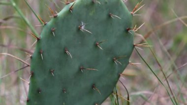 Kaktüs, Çöl Bitkisi ve Manzaralı Doğa Manzarası. Yüksek kalite 4k görüntü