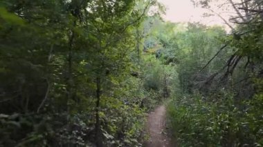 Ormanda Doğa Sesli Huzurlu Orman 'da Yürüyüş. Yüksek kalite 4k görüntü