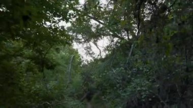Doğayla çevrili, Ormandaki Yoğun Bir Ormanda Yürüyorum. Yüksek kalite 4k görüntü