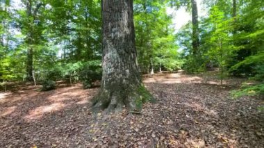 Atlanta 'daki yüksek ağaçların arasında yürümek sakin bir açık hava ortamı. Yüksek kalite 4k görüntü