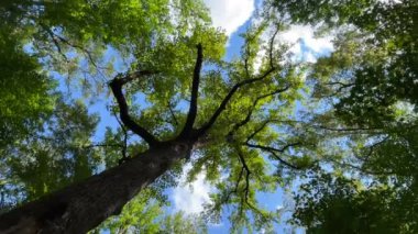 Huzurlu uzun ağaçların arasında yürürken doğa park Atlanta sakin yeşillik. Yüksek kalite 4k görüntü
