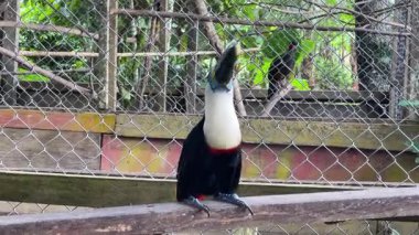 Iquitos Peru, Turizm Turizmi Turizm Kuşu 2 'ye gidiyor. Yüksek kalite 4k görüntü