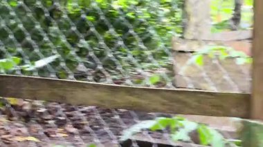 Iquitos Peru Turizm Turizm Kuşu 1 'i geziyor. Yüksek kalite 4k görüntü