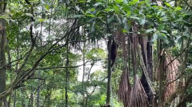 Lush Jungle Tepesi 'nde Palmiye Ağacı' na tırmanan Maymun. Yüksek kalite 4k görüntü