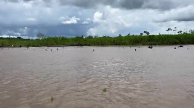 Yüzlerce kuş Amazon 'un diğer tarafına uçuyor. Yüksek kalite 4k görüntü