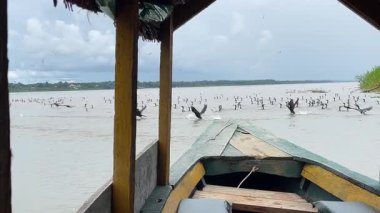 Nehir Kuş Sürüsü Sudan Kalkıyor. Yüksek kalite 4k görüntü
