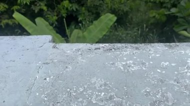 Orman nehir kenarında yoğun yeşillikler ve çatılar. Yüksek kalite 4k görüntü