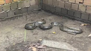 Editör Anaconda turistleri çevreleme merkezi Peru 'da. Yüksek kalite 4k görüntü