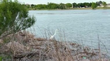 48 Ak Balıkçıl, Sessiz Mahalle 'nin yakınında, Sazlık Gölü' nde. Yüksek kalite 4k görüntü
