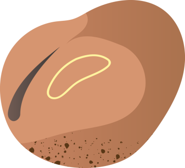 Sağlıklı yiyecekler için organik fasulye