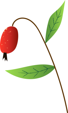 Tam kızılcık taze organik fındık.