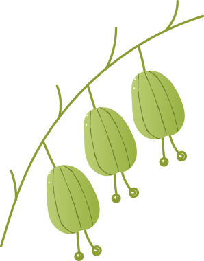 Sprig berry orthilia taze organik