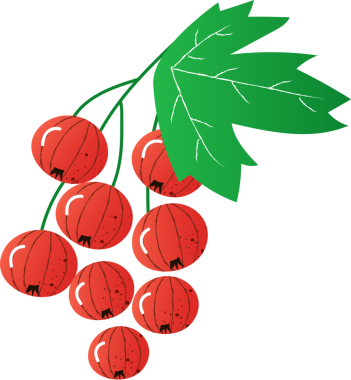 Sprig meyveleri kırmızı üzümlü organik