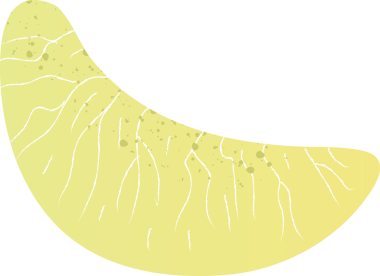 Süpürge sapı taze organik meyve