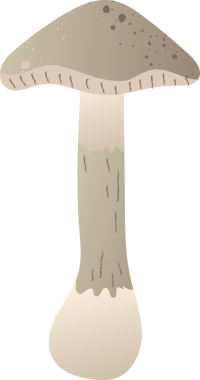 Mantar mantarı taze organik gıda.