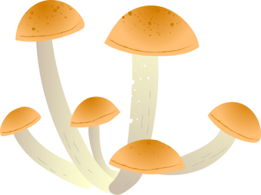 Mantar armillaria taze organik gıda