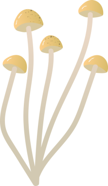 Mantar enokitake taze organik gıda.