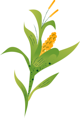 Çivili mısır tohumu organik gıda