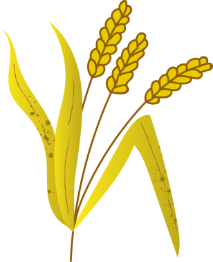 Buğday filizi organik besin tohumları