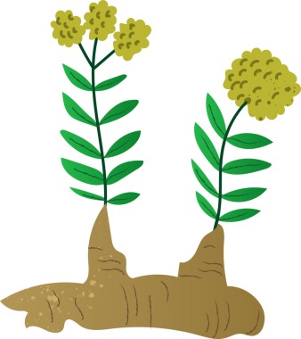 Tüm rodiola organik taze sebzeler.