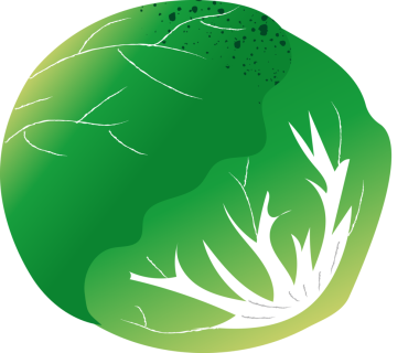 Tamamen beyaz lahana organik sebzeler.