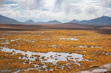 Atacama Çölü 'nde bir sürü bitki, küçük göl ve dağ var.