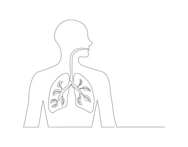 İnsan ciğerlerinin sürekli çizimi. Bir sıra anatomik insan ciğeri. Tıbbi iç konsept sürekli çizgi sanatı. Düzenlenebilir özet.