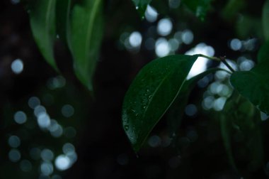 YEŞİL Ağaç KUŞAĞI AÇIKLARI 