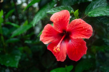 GERÇEK KIRMIZI ÇİN GÜLÜĞÜ