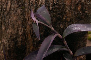 TRADESCANTIA PALLIDA ARASINDA TÜRKÇE BARK