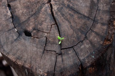 Kesik bir ağaçtan çıkan güçlüklerle büyüyen bitki. direnç