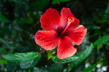 ÇİN kırmızı gül Yağmurda