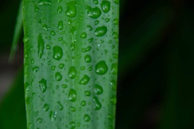 arkaplanda damlalar olan yeşil yaprak