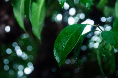 HOJA VERDE EN LLUVIA CON FONDO FUERA DE FOCO