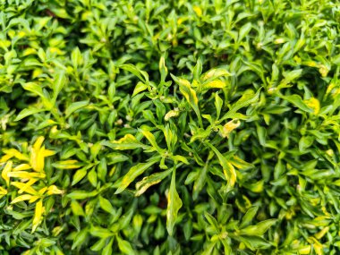 Schefflera Lukantha 'nın yeşil ve sarı yapraklı üst görüntüsü, açık havada yoğun tropikal yapraklar sergiliyor..