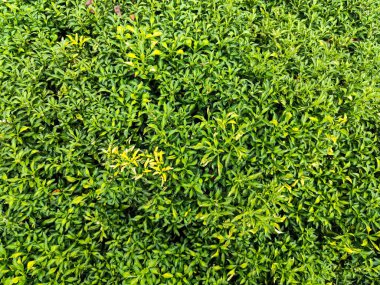 Schefflera Lukantha 'nın yeşil ve sarı yapraklı üst görüntüsü, açık havada yoğun tropikal yapraklar sergiliyor..