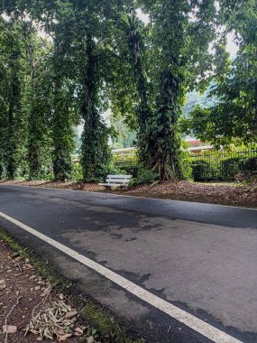 Parktaki Muhteşem Orman Manzarası: Doğanın Güzelliği Ortaya Çıktı