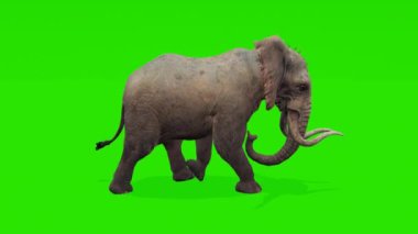 Döngü görüntüleri: Afrika fili zarif bir şekilde yeşil ekran arka planına doğru koşuyor. Özelleştirme ihtiyaçlarınız için çok yönlü.