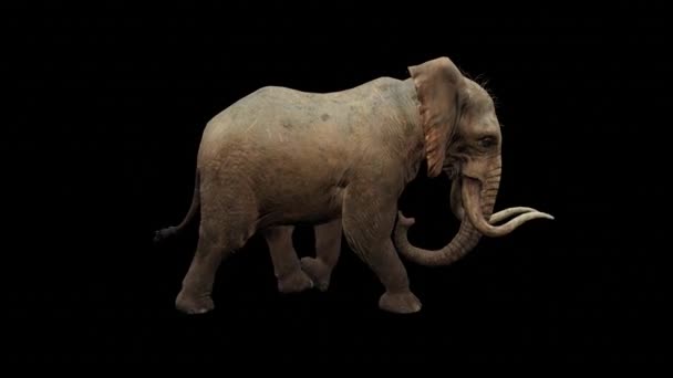 원활한 아프리카 코끼리는 검은색 배경에 우아하게 뿌려집니다 당신의 프로젝트에 이상적 — 비디오