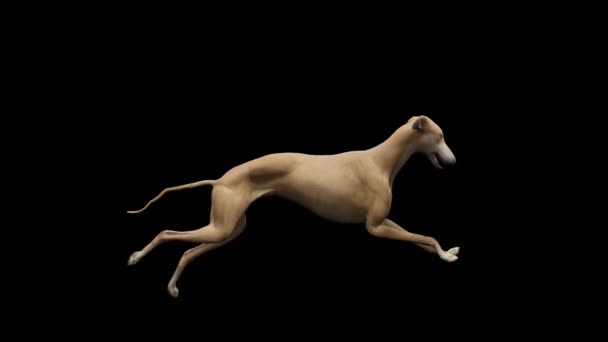 Fängslande Loop Energisk Greyhound Kör Graciöst Mot Fängslande Svart Bakgrund — Stockvideo