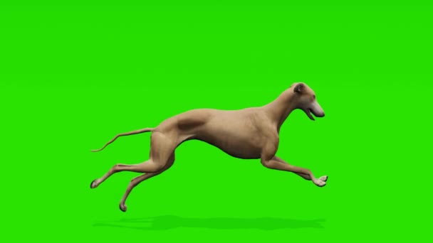 Bucle Dinámico Swift Greyhound Elegantemente Corriendo Contra Fondo Verde Croma — Vídeos de Stock