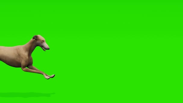 Mesmerizing Záběry Elegantní Greyhound Běží Elegantně Pulzujícím Zeleném Pozadí Obrazovky — Stock video